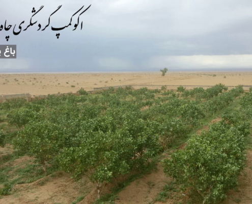 تصویری از باغ پسته اکوکمپ گردشگری چاه جام