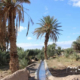 نخلستان خرما در نزدیکی اکوکمپ گردشگری چاه جام